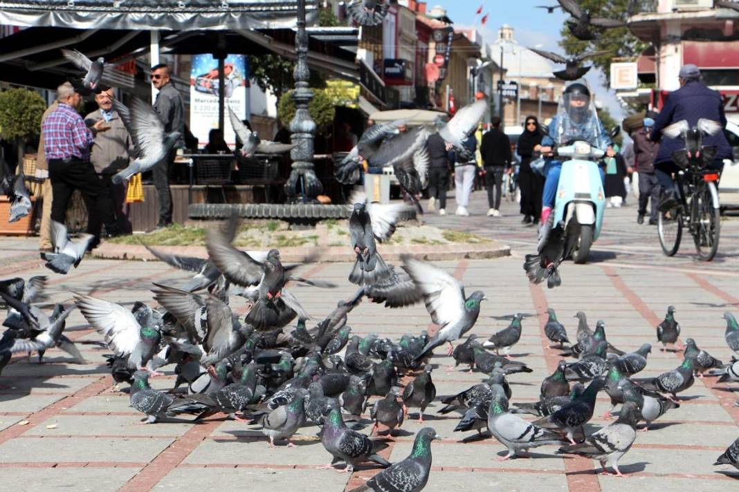 'Katil martı' paniği: Güvercinleri kurabiye gibi yiyorlar! 23